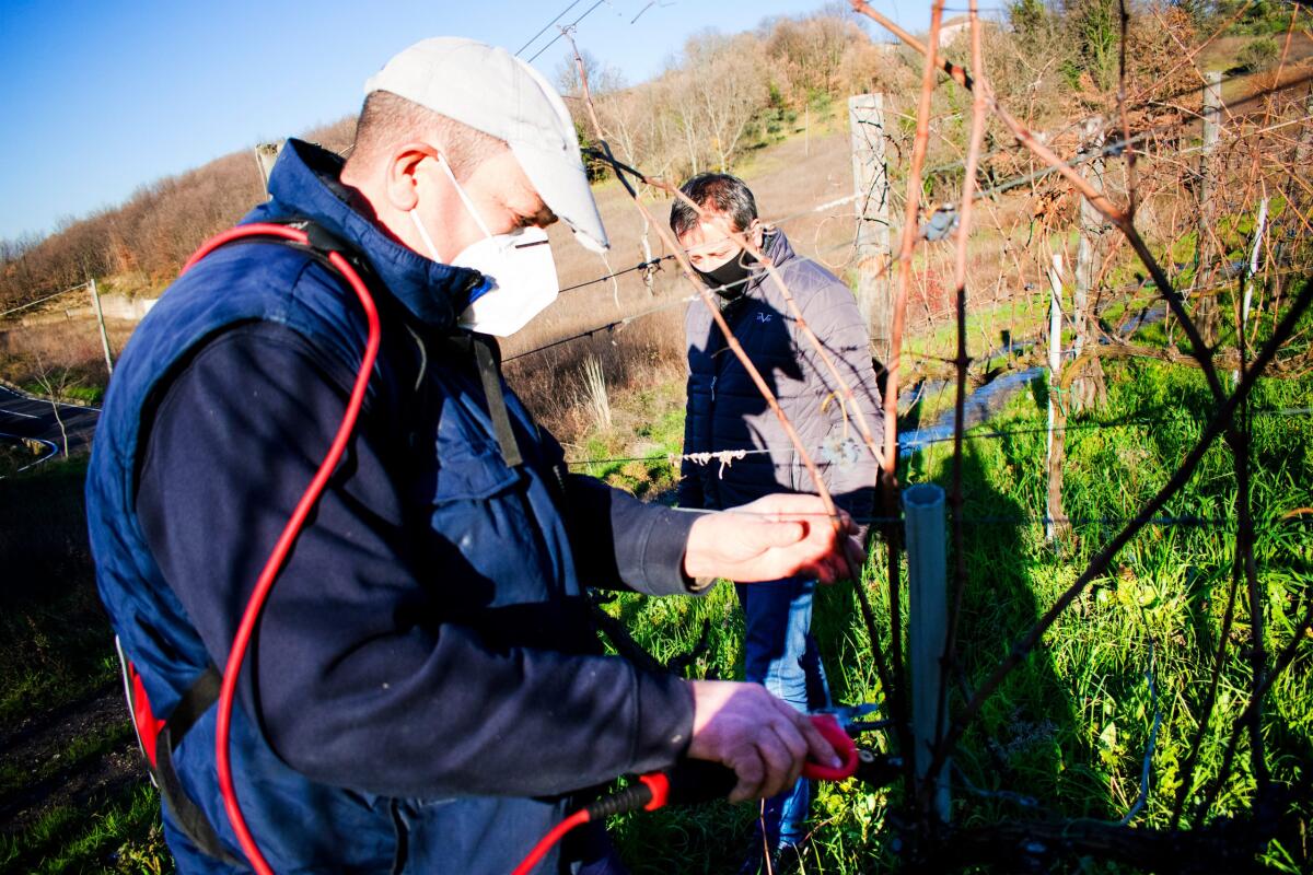 Corsi di potatura: al via edizione anti-covid. - 