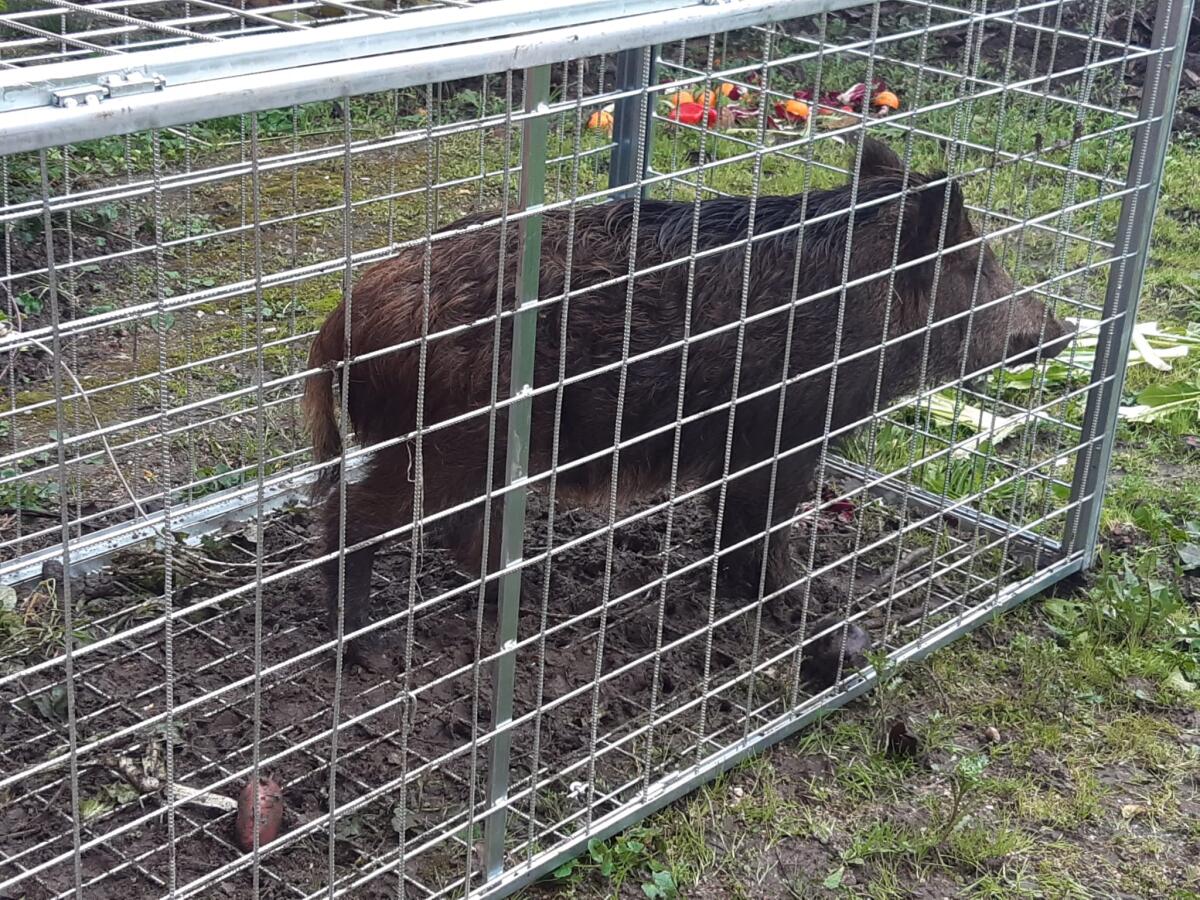 Benevento. Catturato cinghiale che si aggirava in via Tiengo. - 