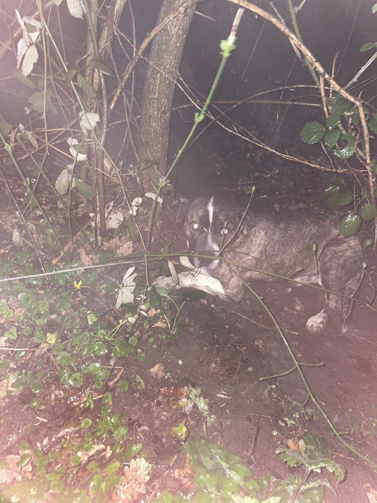 San Martino Valle Caudina. Cane finisce in un cappio per cinghiali, salvato dopo tre giorni. - 