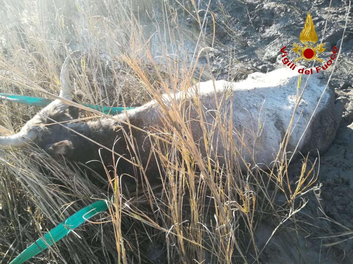 Paduli. Mucca bloccata nella melma, salvata dai Vigili del fuoco. - 