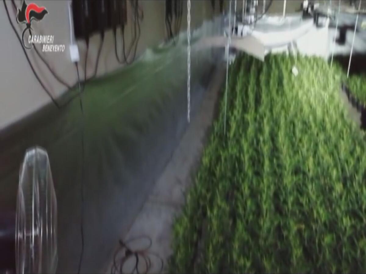Puglianello. Sequestrate oltre 2.000 piante di cannabis - 