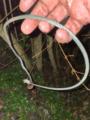 San Martino Valle Caudina. Cane finisce in un cappio per cinghiali, salvato dopo tre giorni.