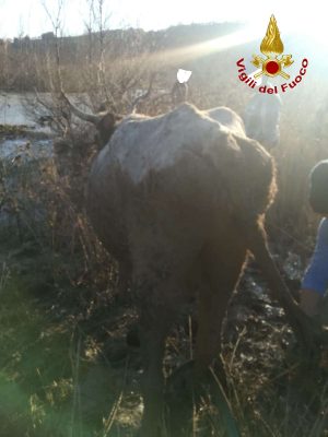 Paduli. Mucca bloccata nella melma, salvata dai Vigili del fuoco.