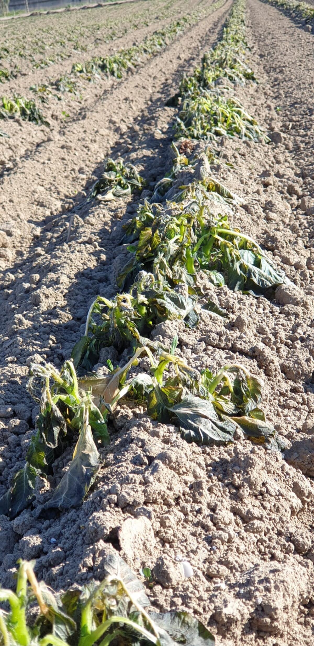 Freddo e gelate, i danni nel settore agricolo della Campania. L’analisi della Federazione Agronomi Campania - 