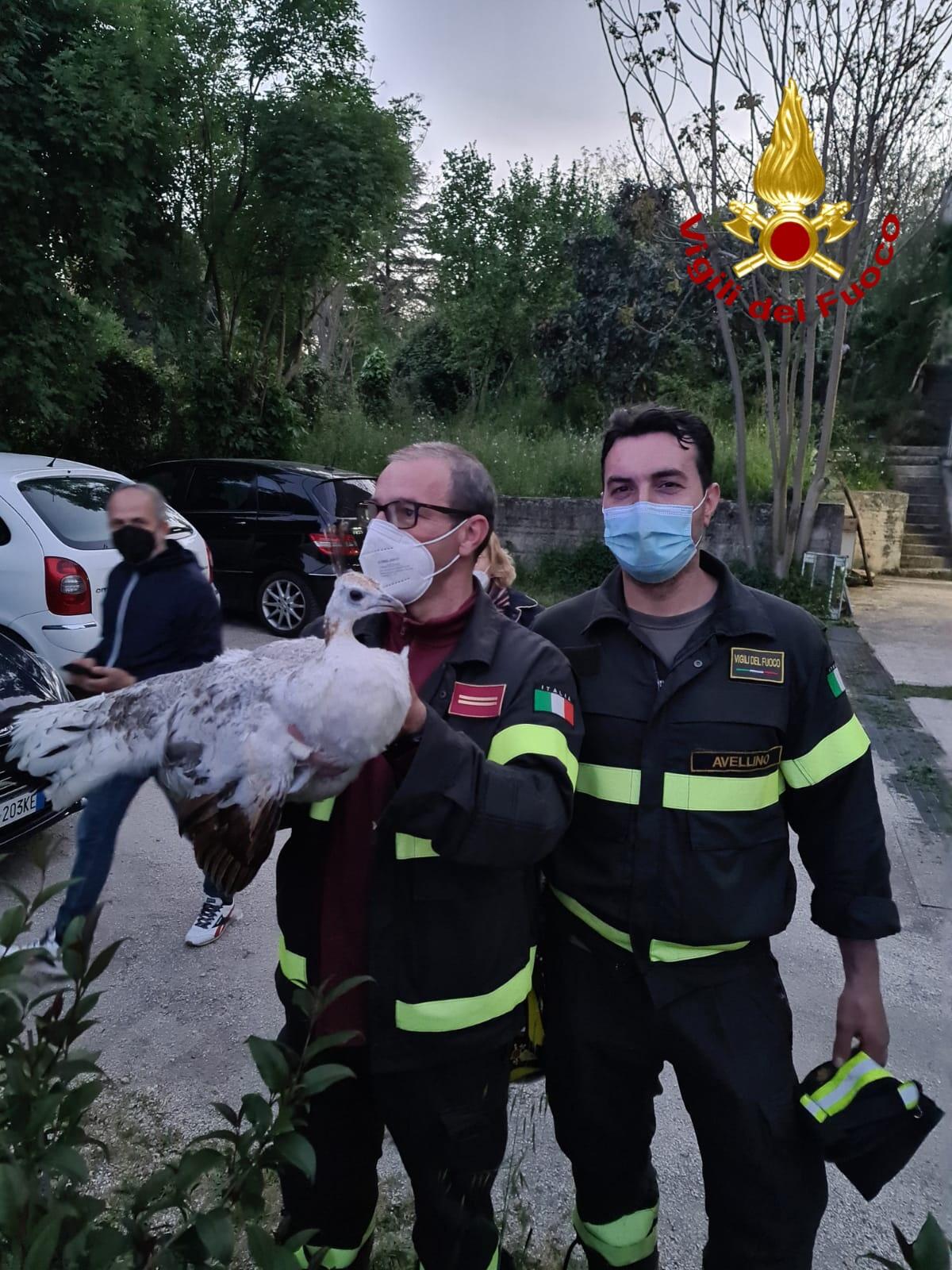 Avellino. Vigili del fuoco recuperano esemplare Pavone femmina - 