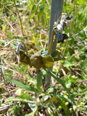 Freddo e gelate, i danni nel settore agricolo della Campania. L’analisi della Federazione Agronomi Campania