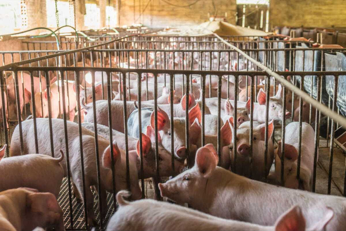 Cammarano: “Basta gabbie negli allevamenti, tuteliamo il benessere degli animali e la salute dei consumatori” - 