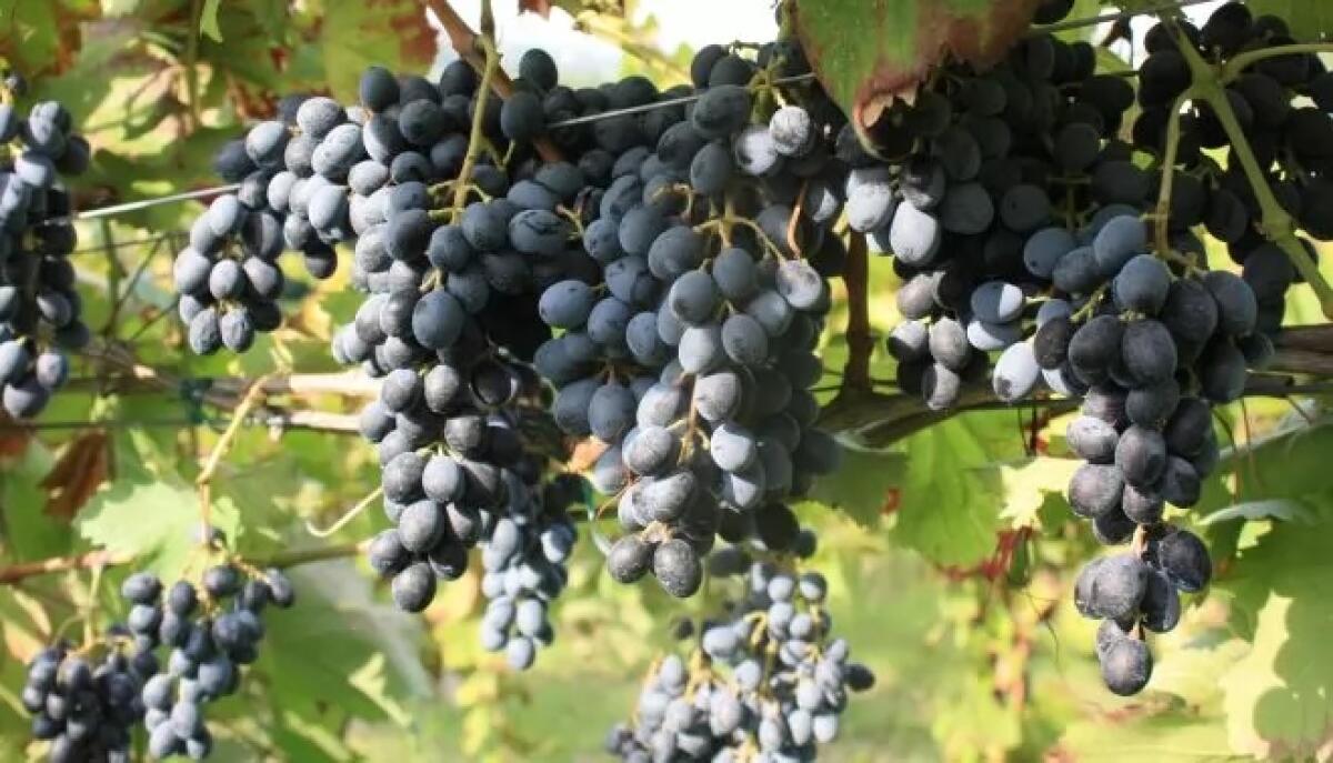 Vitigno Camaiola, Maglione: “Ora riconosciuto dal Registro nazionale delle varietà”. - 