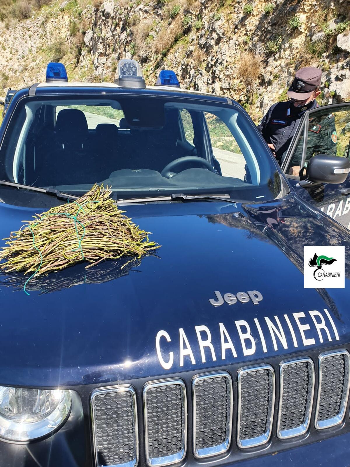 Carabinieri forestale sequestrano 87 chili di asparago selvatico - 