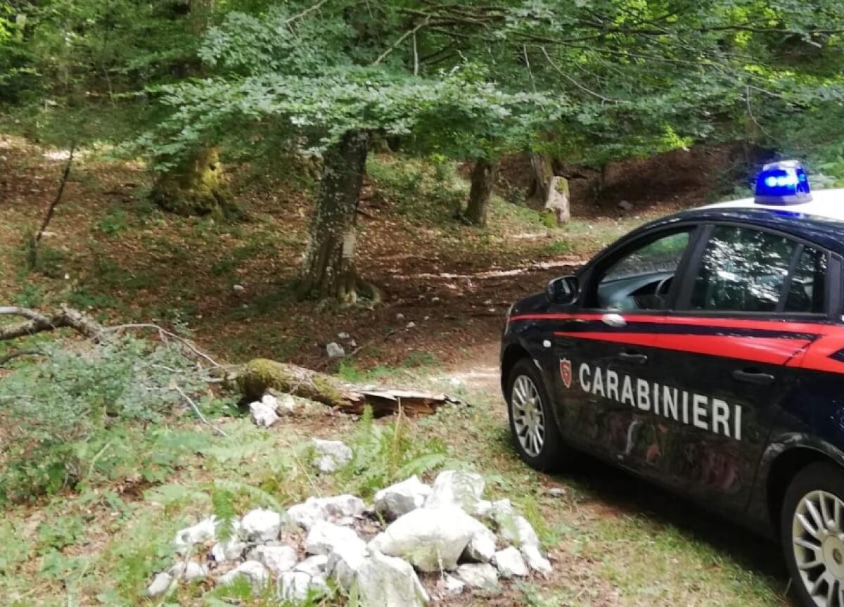 Montevergine, furto di legna in area protetta, denunciate due persone. - 