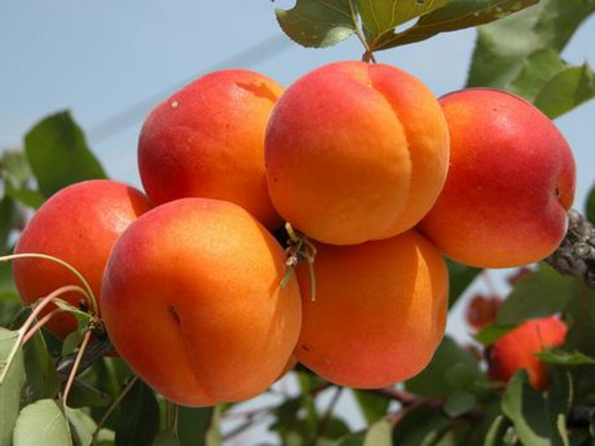 Crisommola: Coldiretti festeggia il frutto d'oro venerdi e sabato - 