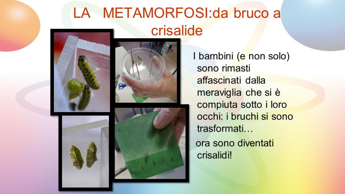 Giornata Mondiale dell'Ambiente, attestato di merito agli alunni delle classi terze del Plesso Madre Teresa di Calcutta – V Circolo Didattico di Avellino - 