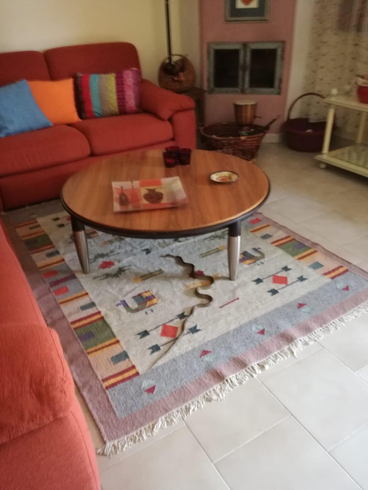 Roccabascerana. Un rettile in casa, ma solo un grosso spavento. - 