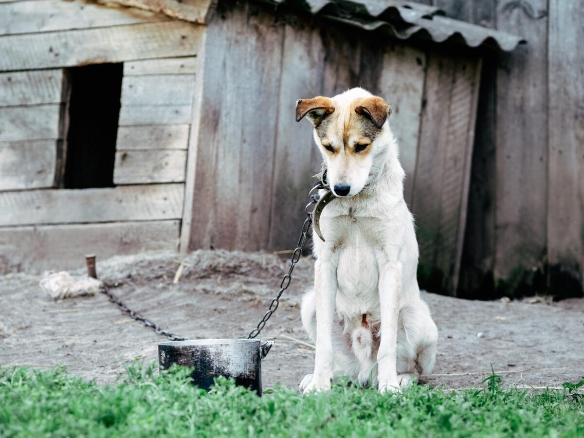 Campania, multe fino a 2.000 euro per chi detiene un cane a catena - 