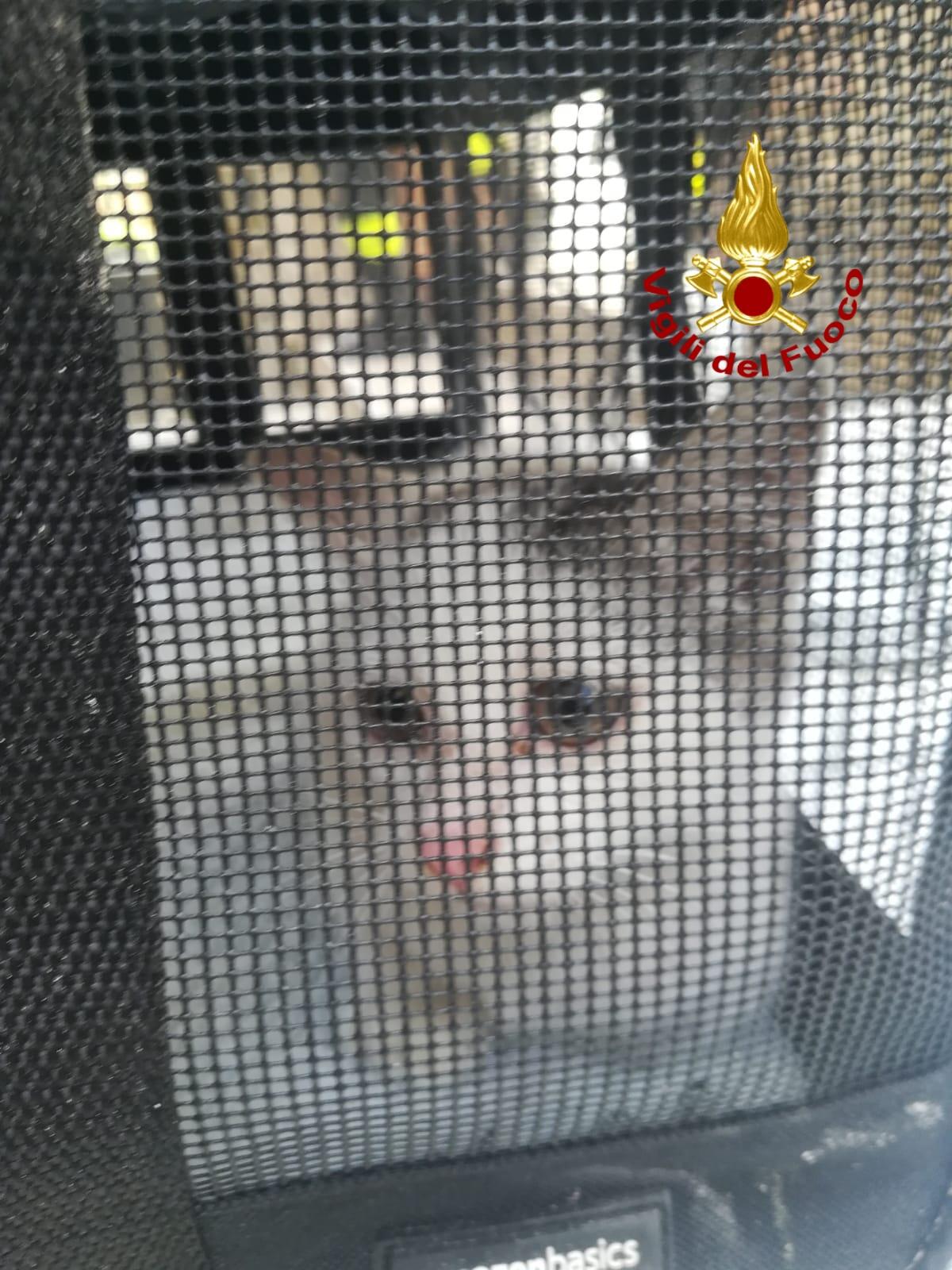 Vigili del fuoco salvano un gatto finito in un cunicolo - 