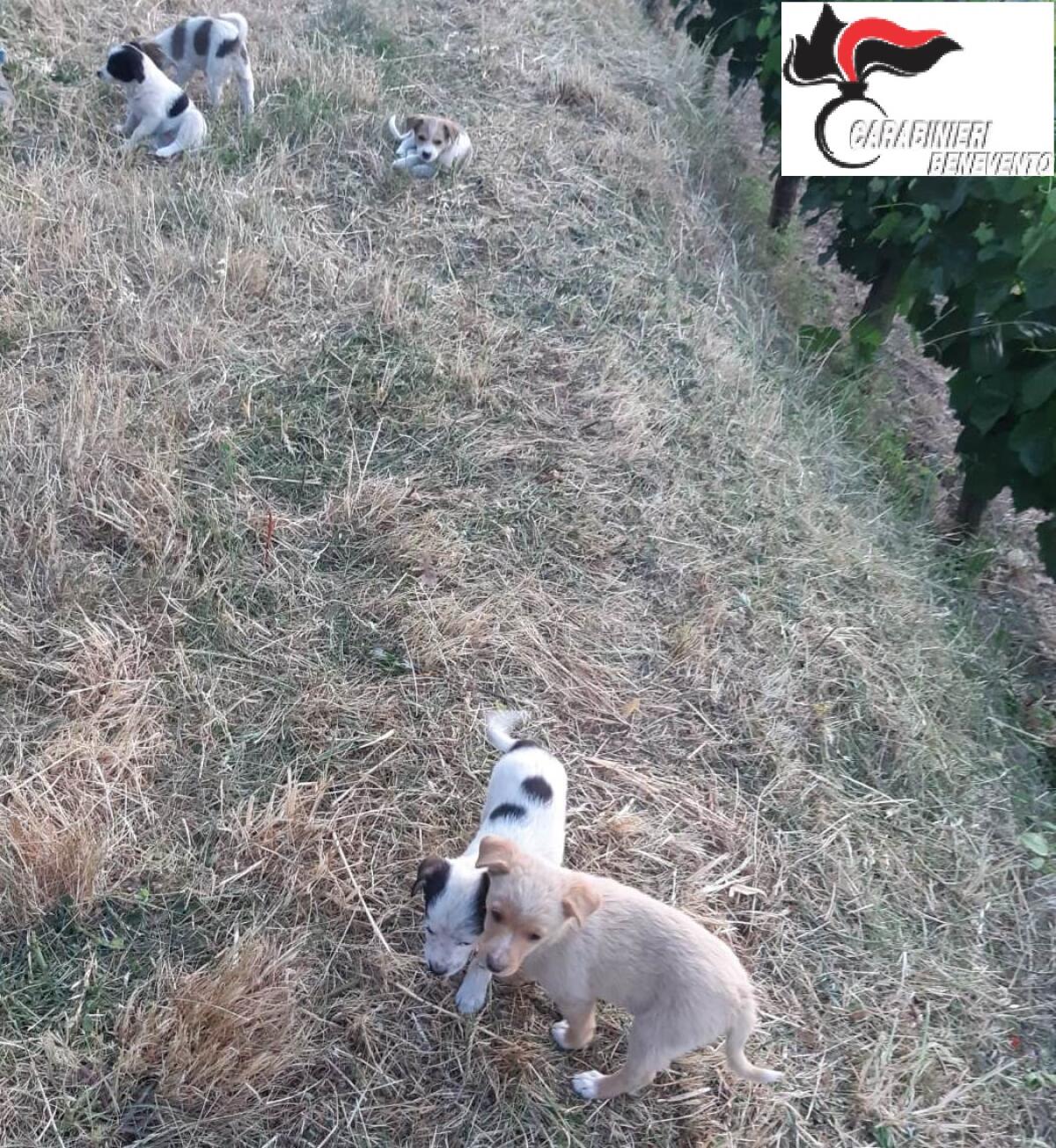 Abbandonano 5 cuccioli, i CC risalgono alla proprietaria auto e vengono aggrediti dal marito, arrestato. - 