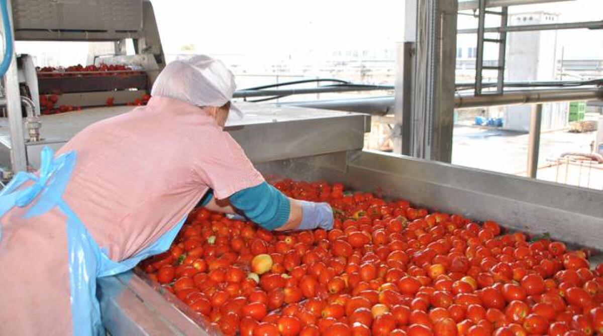 Sequestrate 821 tonnellate di pomodoro semilavorato, ritenuto contaminato da pesticidi. - 