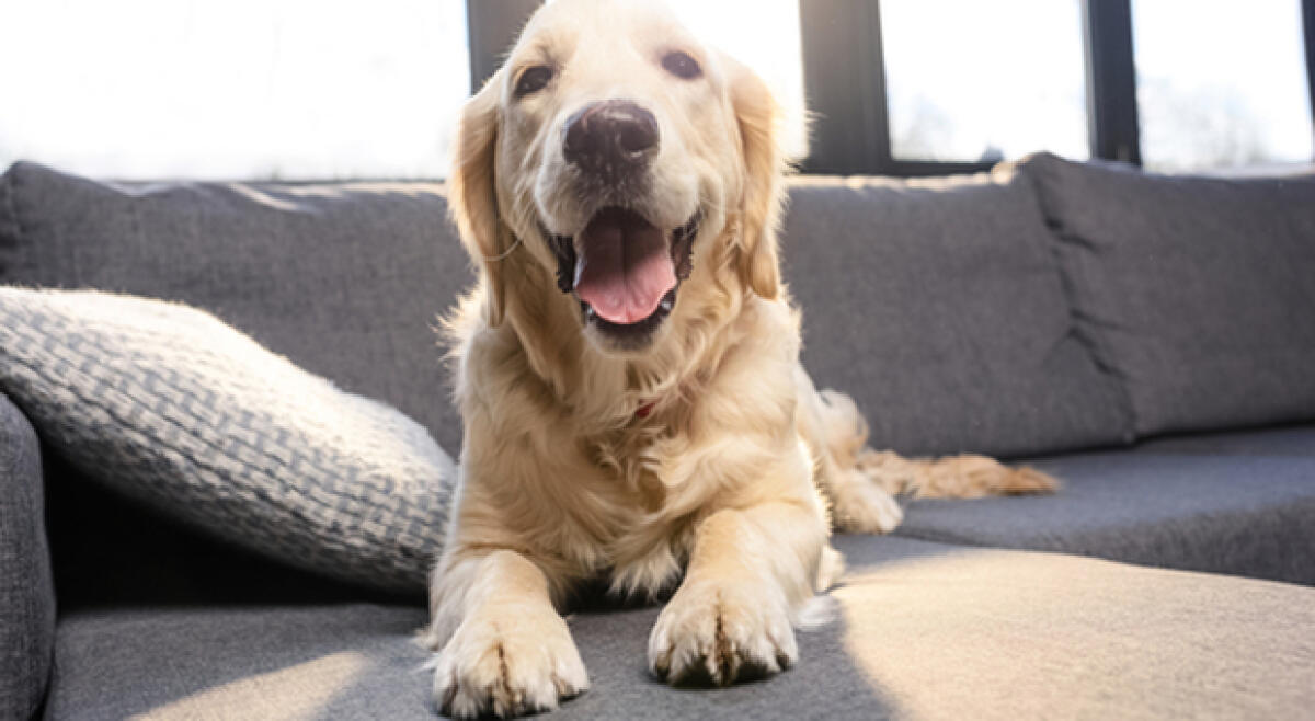 Covid: cani e gatti contagiati dai loro padroni positivi. - 