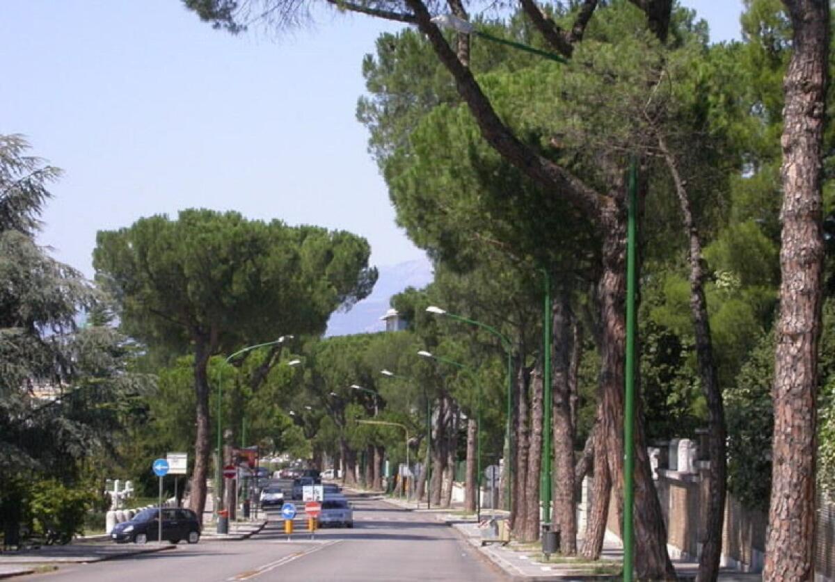 Pini sequestrati, sen.Ricciardi: fondate le ragioni di M5s e Comitati - 