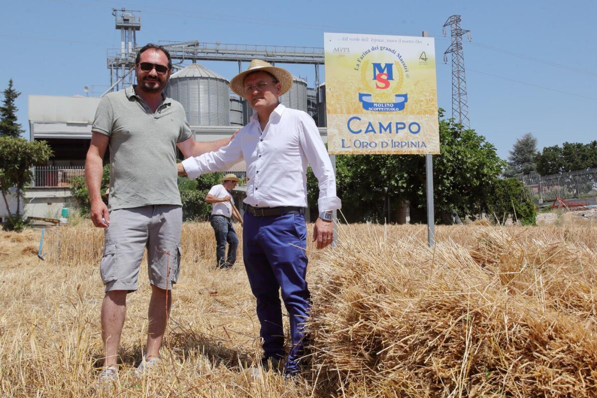 Primo raccolto della filiera del grano di Grottaminarda: arriva la prima farina 100% Irpina. - 