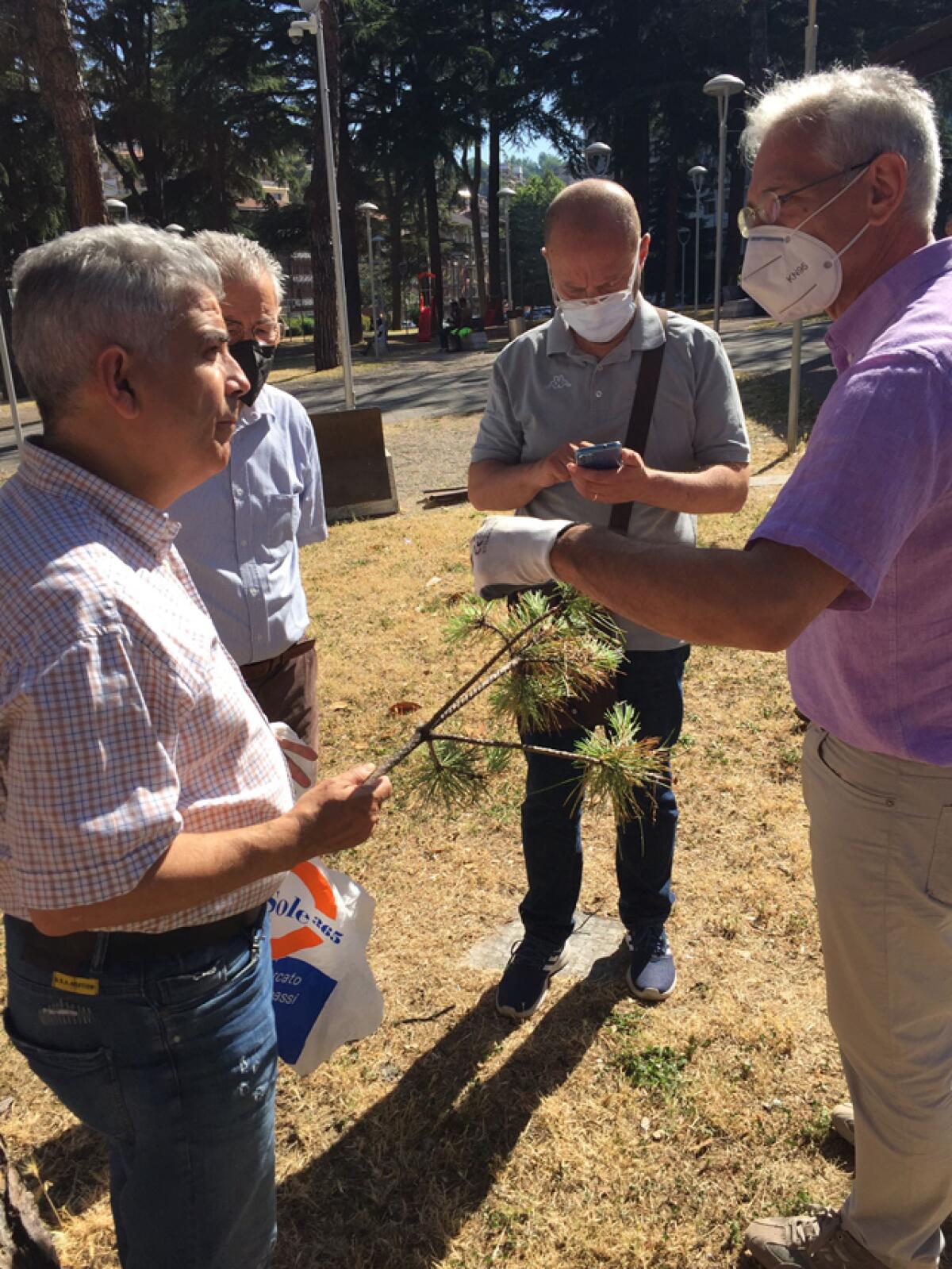 Sopralluogo tecnico per analizzare la problematica relativa ai pini del “Parco Di Nunno” - 