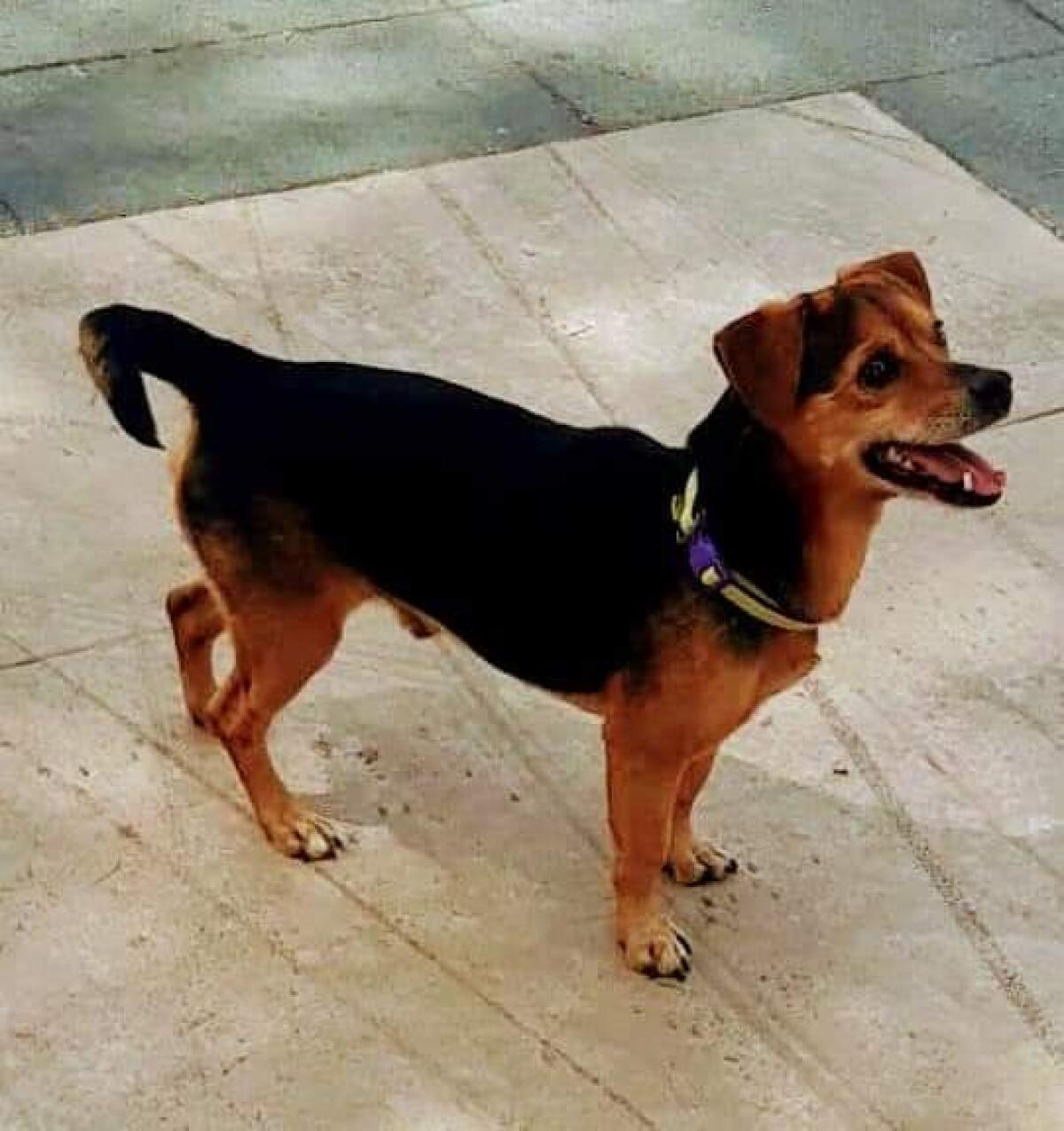 Ritrova il suo cane dopo quattro anni. - 