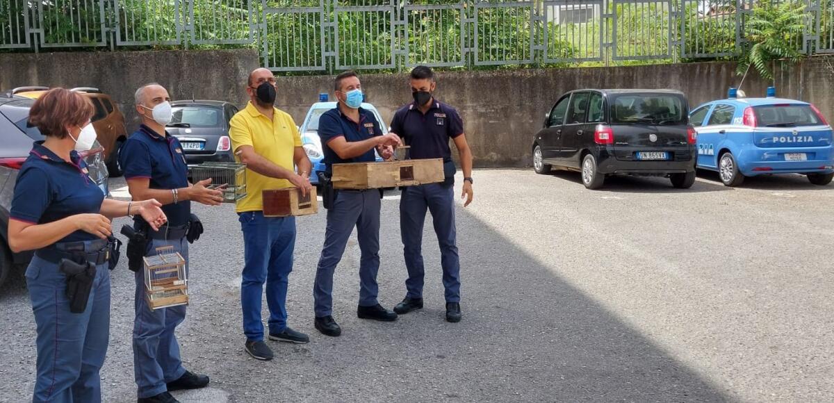 Telese Terme. Presi a volo due bracconieri di cardellini - 