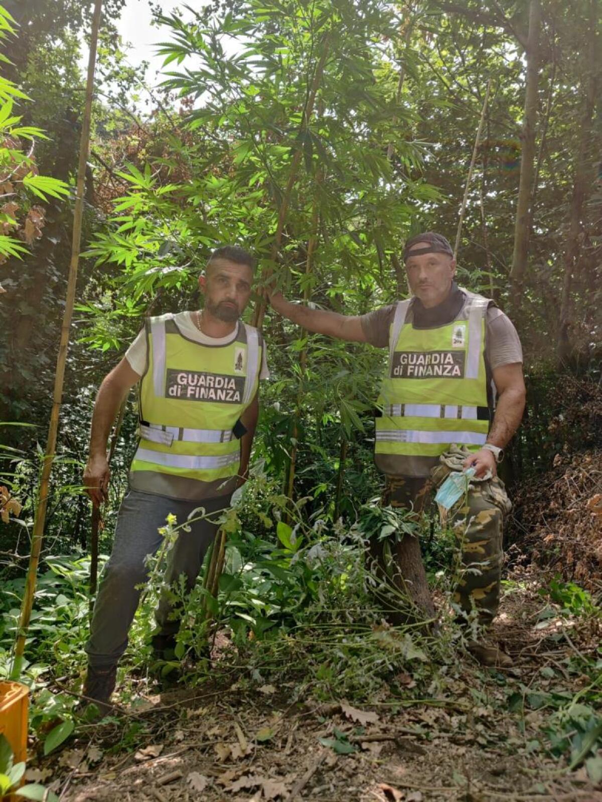 Sequestrata una piantagione di Cannabis Indica con oltre 100 piante - 