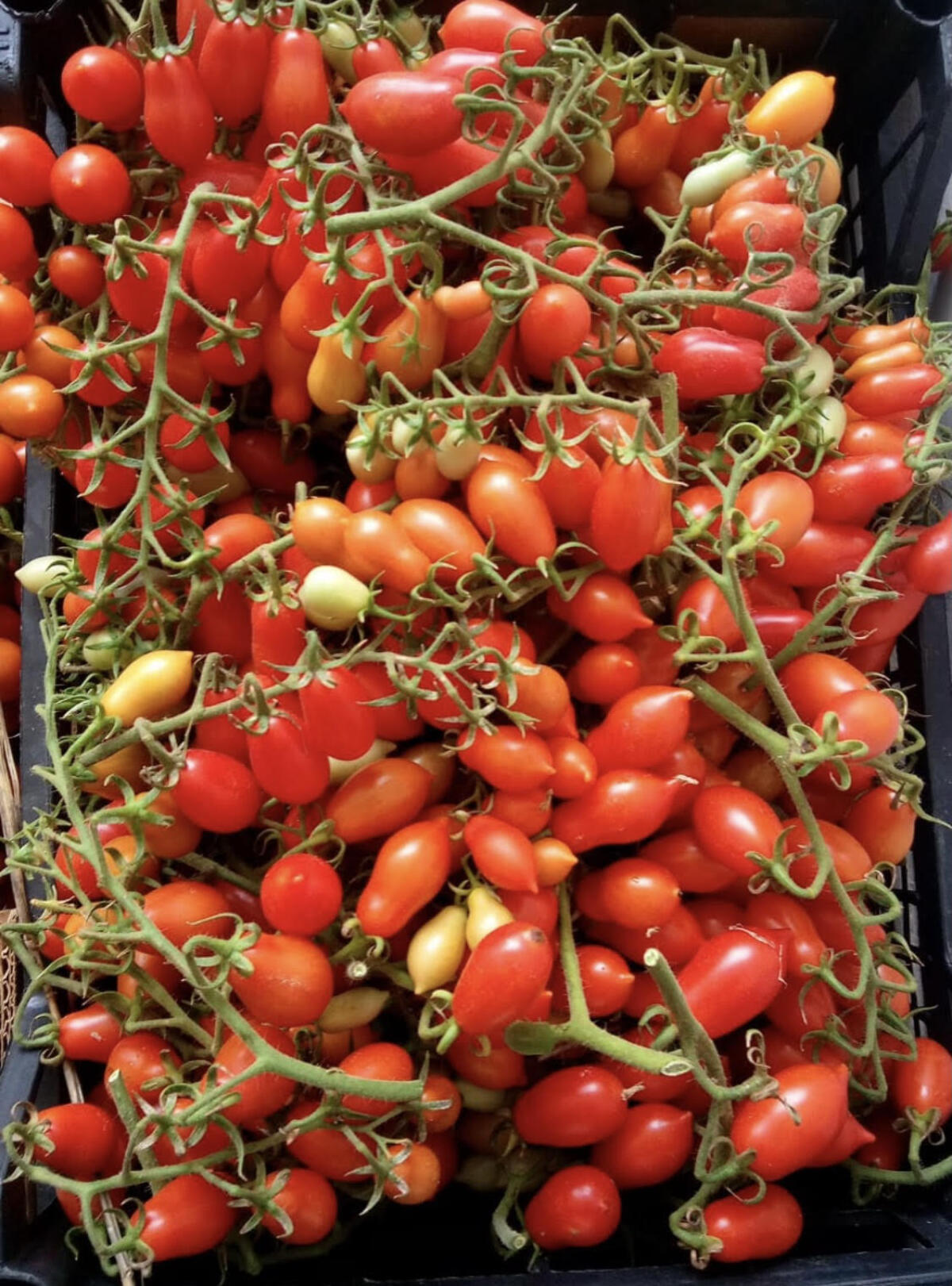 Sirignano terra d’elezione di nuove varietà di pomodorini - 