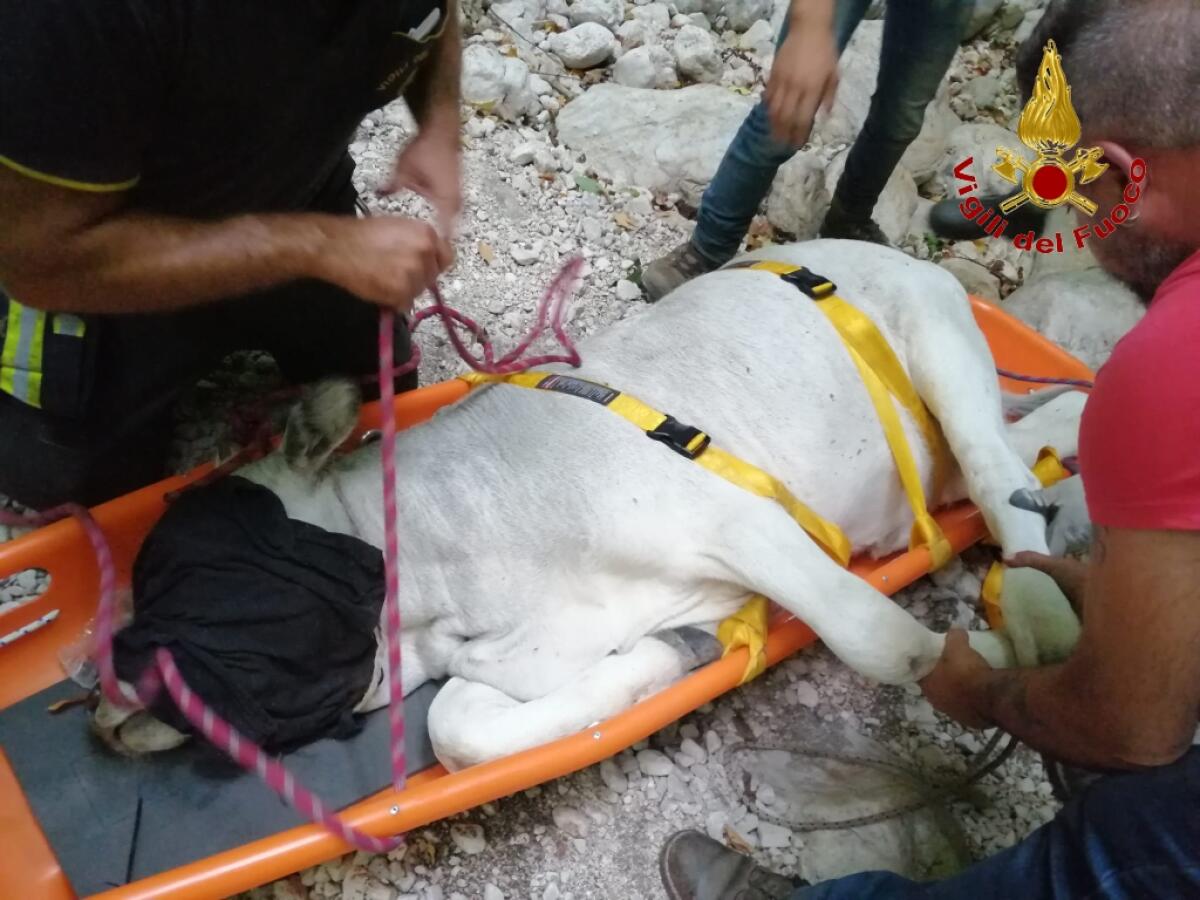 Serino. Spettacolare salvataggio di un vitellino - 