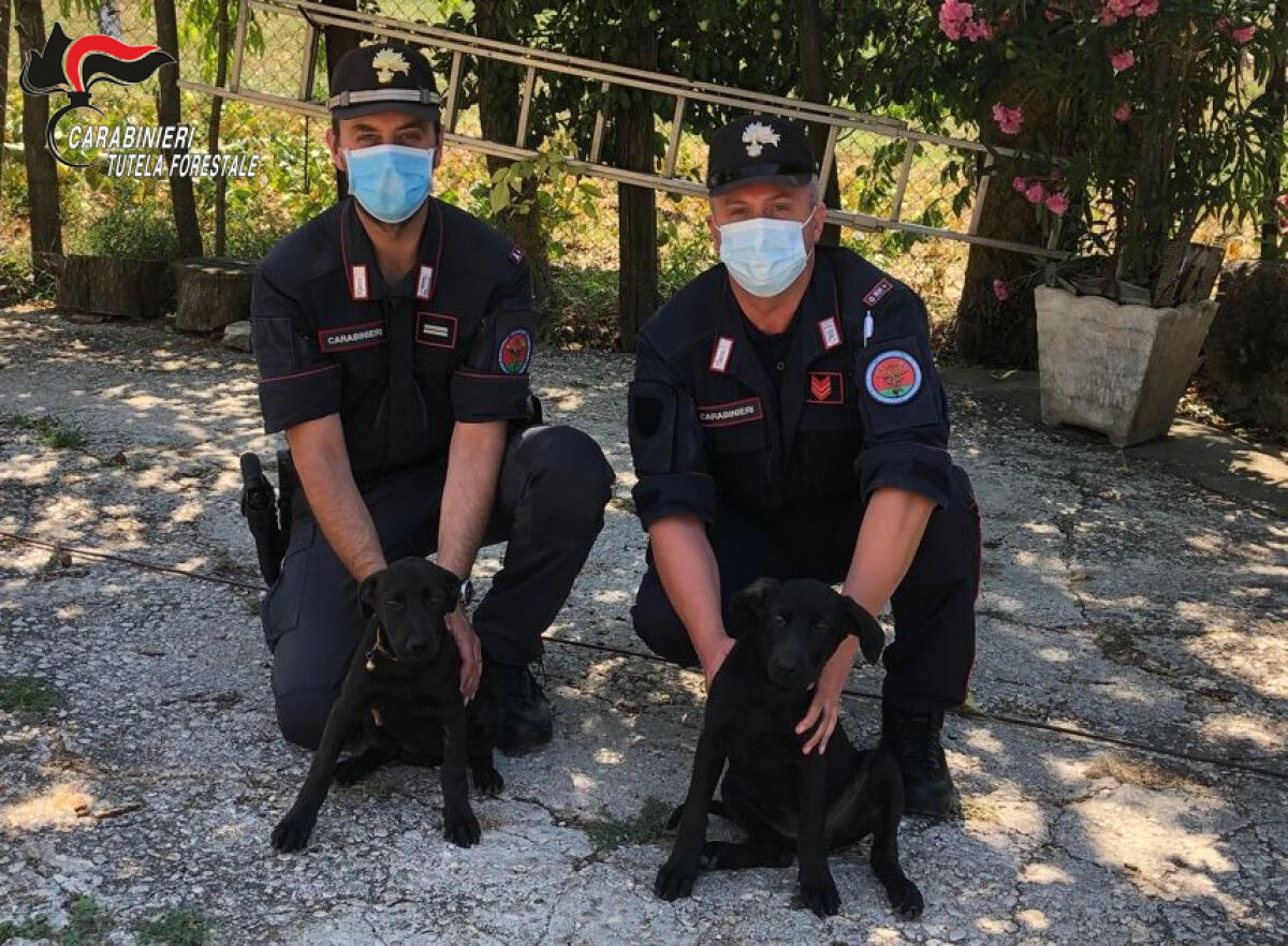 Ripreso dalle telecamere mentre abbandona due cuccioli di cane vicino ai rifiuti - 
