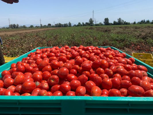 Crisi trasporti pomodori, Coldiretti Campania: pronti con i trattori