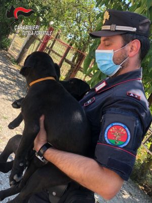 Ripreso dalle telecamere mentre abbandona due cuccioli di cane vicino ai rifiuti