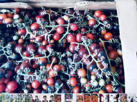 Sirignano terra d’elezione di nuove varietà di pomodorini