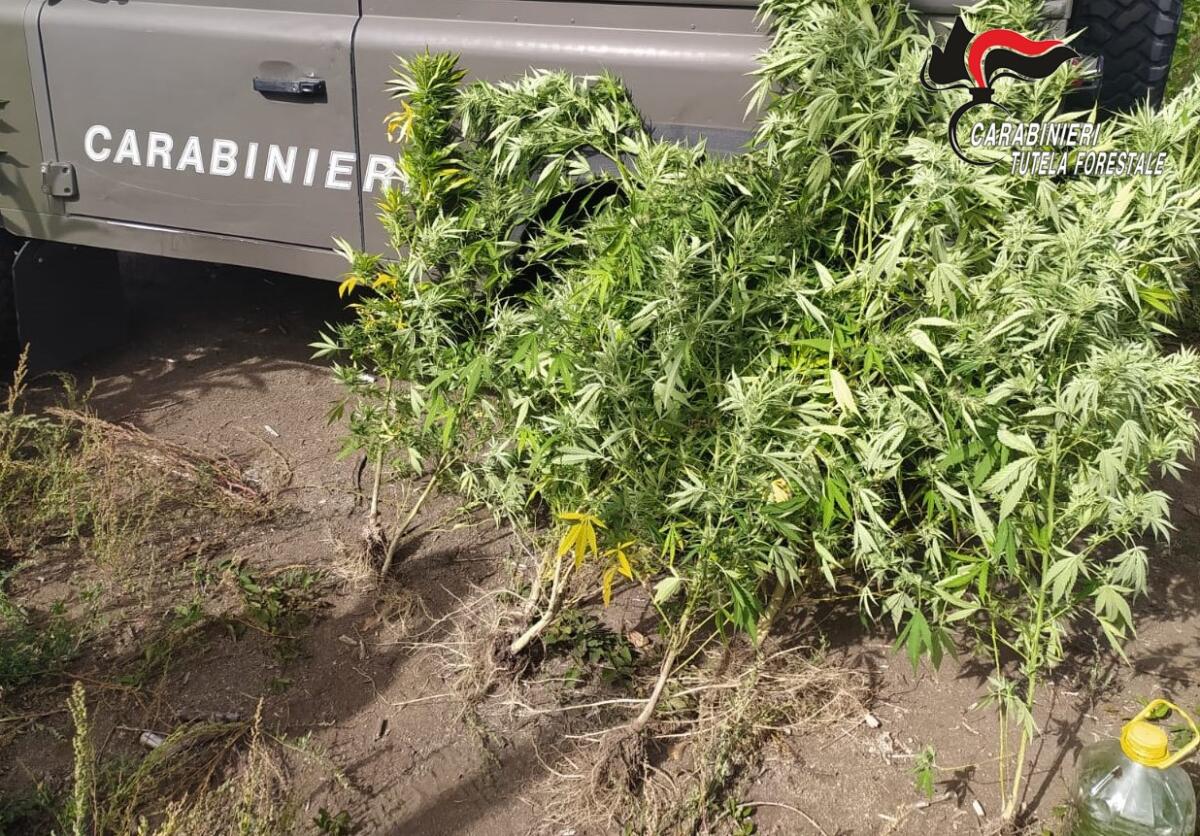 Sequestrate dai Carabinieri Forestale 7 piante di cannabis - 