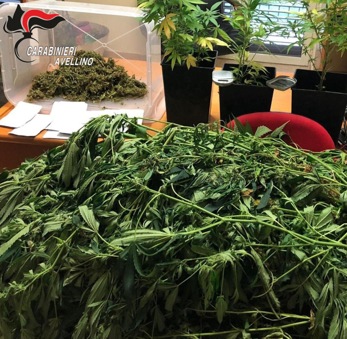 Cervinara. Trovato in possesso di cannabis, i carabinieri arrestano un 37 enne - 