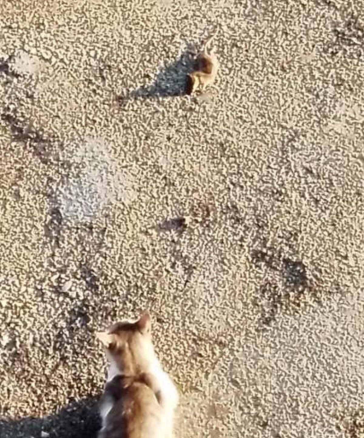 Rotondi Unita. Giuseppe Ilario: la lista delle loro travi. - 