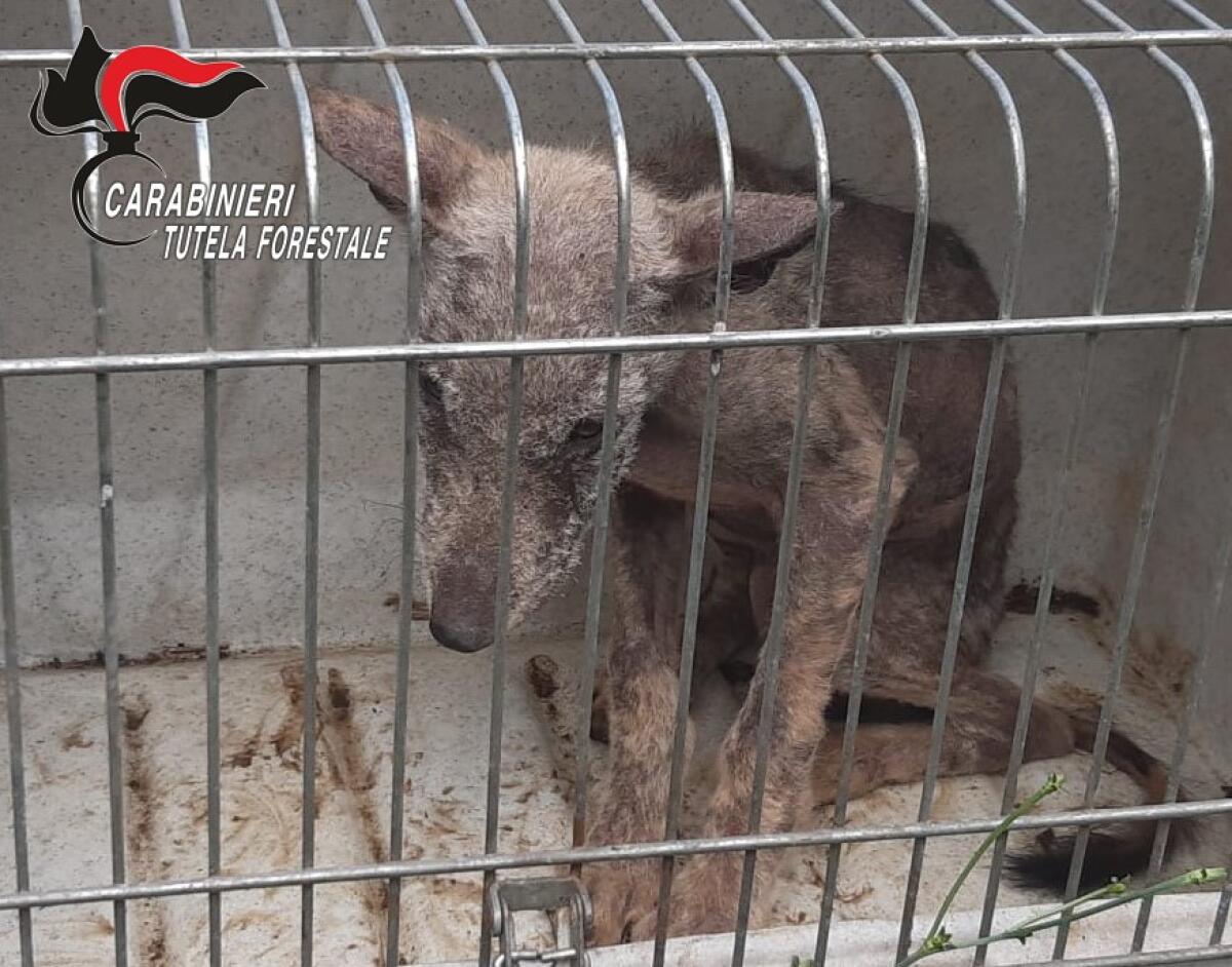 Cucciolo di Lupo soccorso dai Carabinieri Forestale - 
