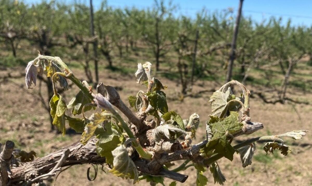 Gelate Aprile: Coldiretti Campania, riconosciuto stato di calamità - 