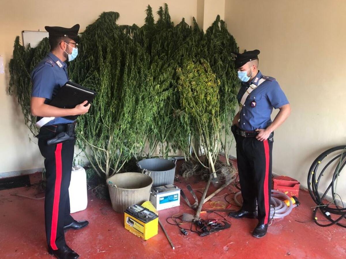 Scoperta una piantagione di cannabis, arrestato un 25 enne di Solopaca - 