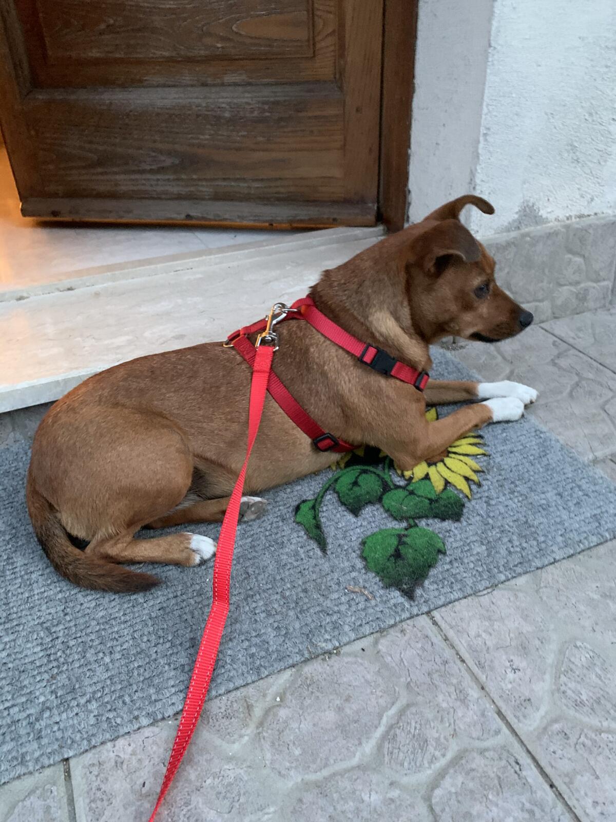 San Lorenzello. Kira adottata da una famiglia lombarda - 