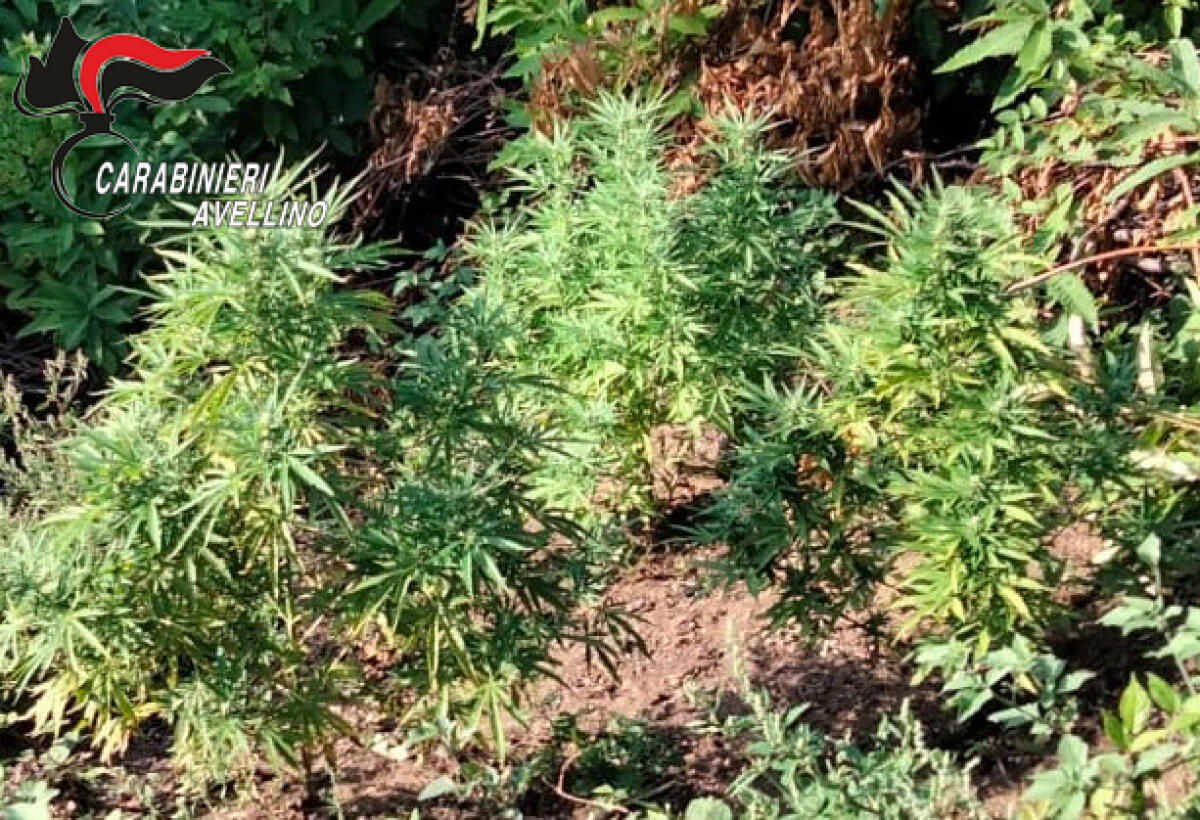 Sequestrate dai carabinieri numerose piante di cannabis per un peso di circa 80 kg. - 