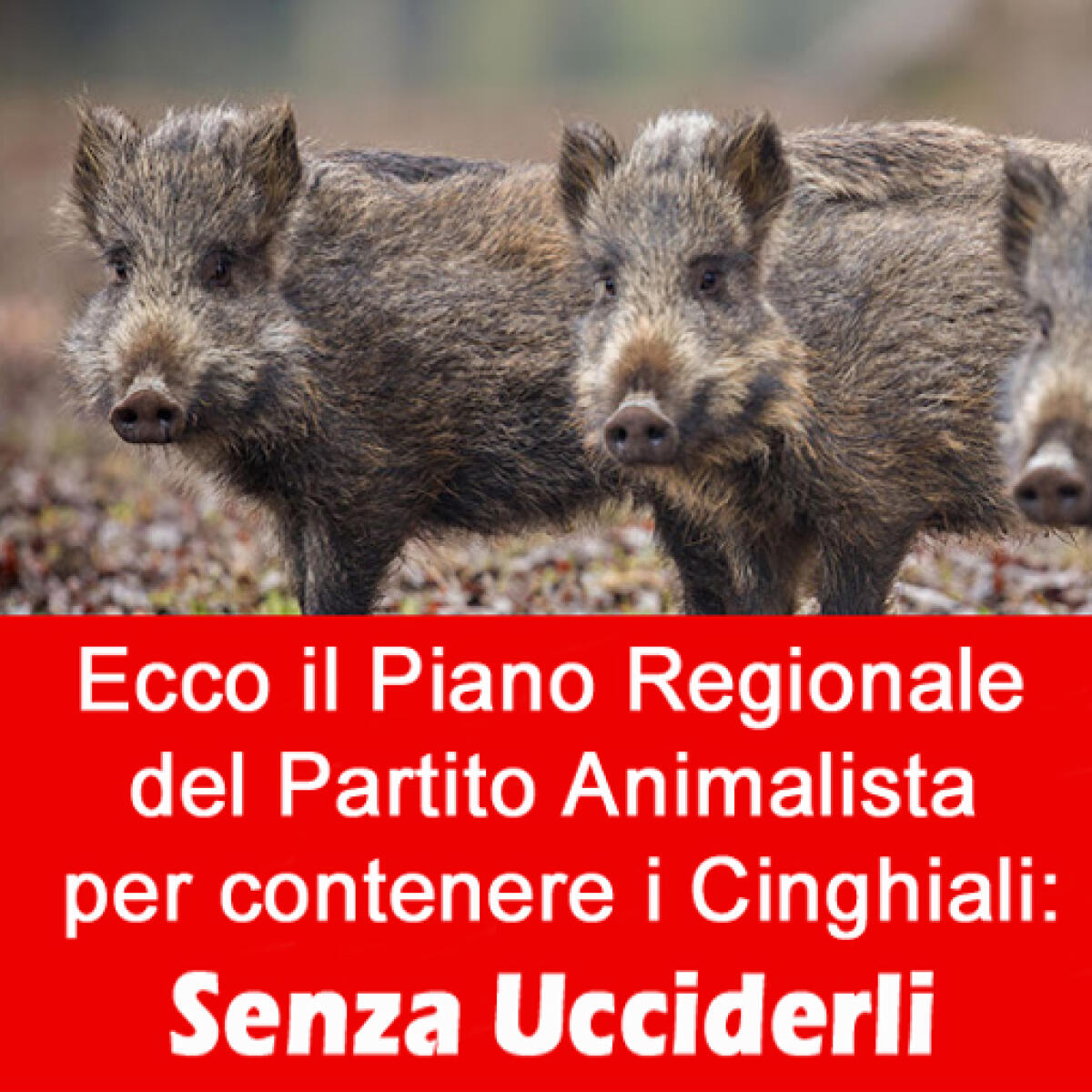 Il Partito Animalista stamane presenta il “Piano Regionale per il Contenimento dei Cinghiali” - 