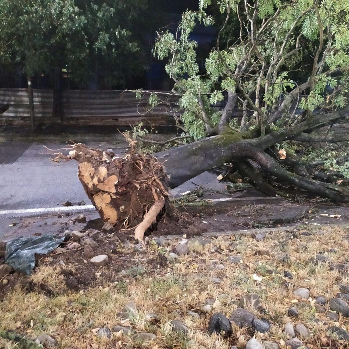 Benevento. Caduti una decina di alberi, danneggiate autovetture - 