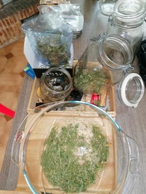 Coltivava marijuana nella sua abitazione, arrestato un 36 enne di Benevento