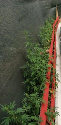 Coltivava marijuana nella sua abitazione, arrestato un 36 enne di Benevento