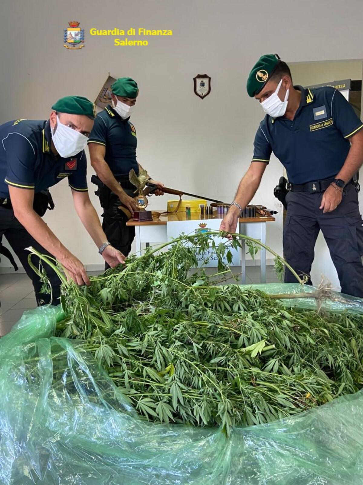 Scoperta dalla Guardia di Finanza a Sarno una vasta piantagione di cannabis - 