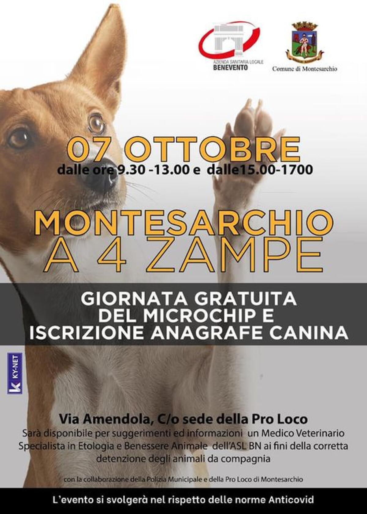 Montesarchio. Gratuitamente la microchippatura e l’iscrizione all’anagrafe canina - 