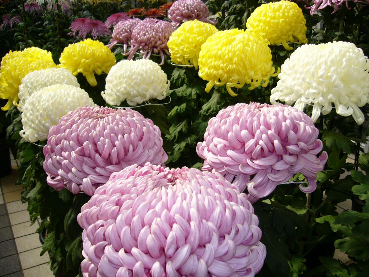 Ognissanti, Confaglicoltura: segnali di ripesa per il comparto floricolo - 
