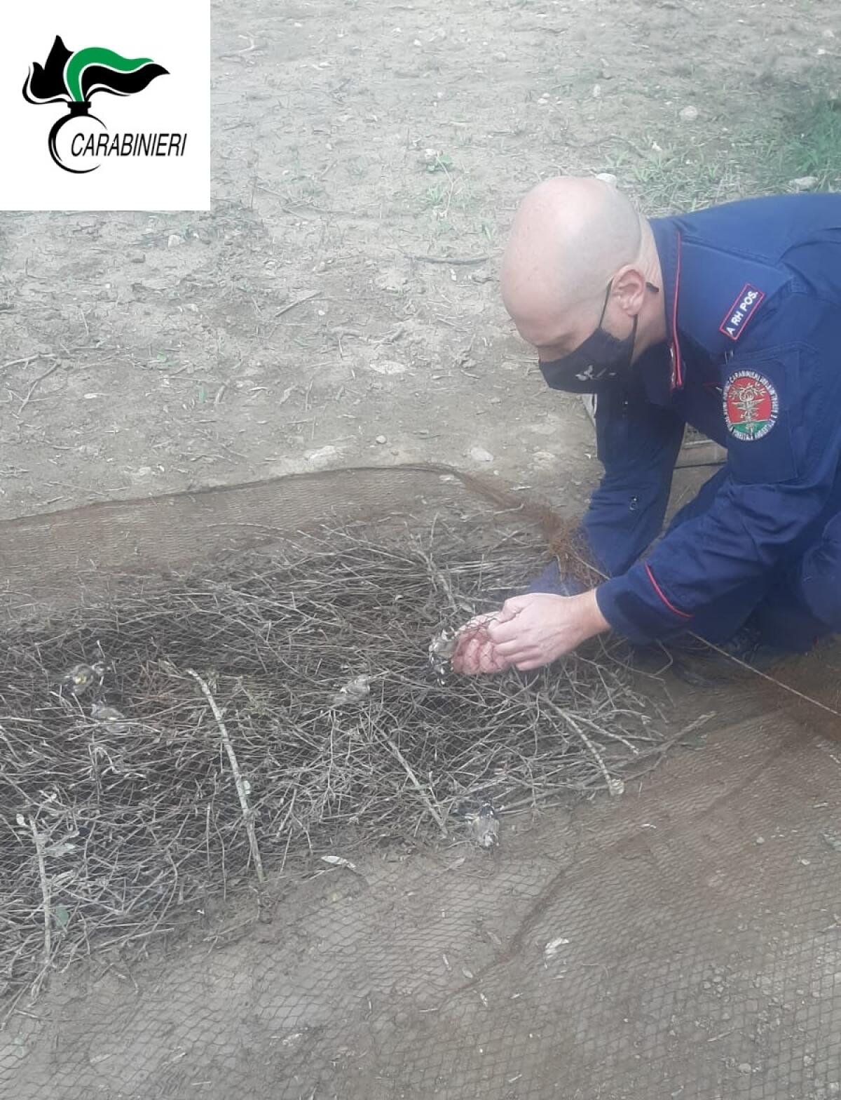 Catturavano cardellini, denunciati per uccellaggione e maltrattamento di animali - 